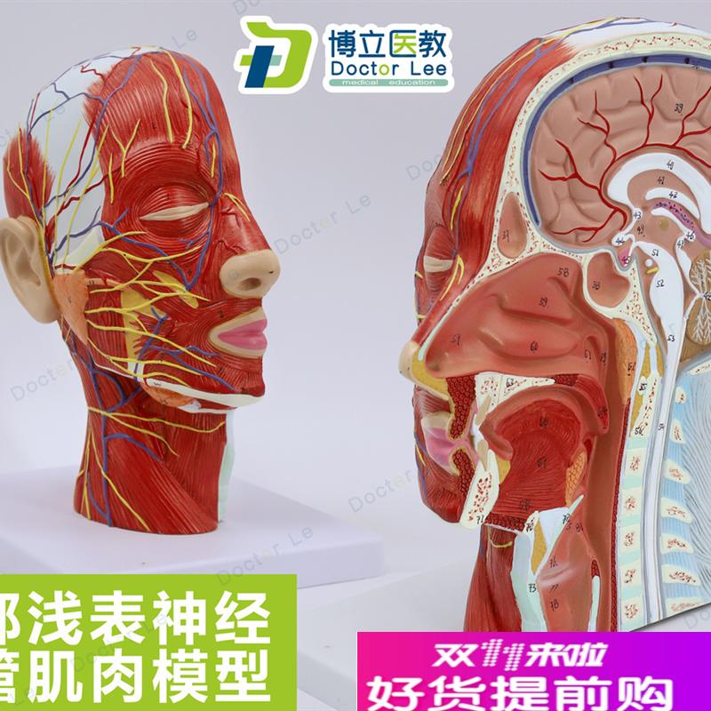 人体头骨带肌肉神经血管模型美容面部浅表神经U微整形医学解剖