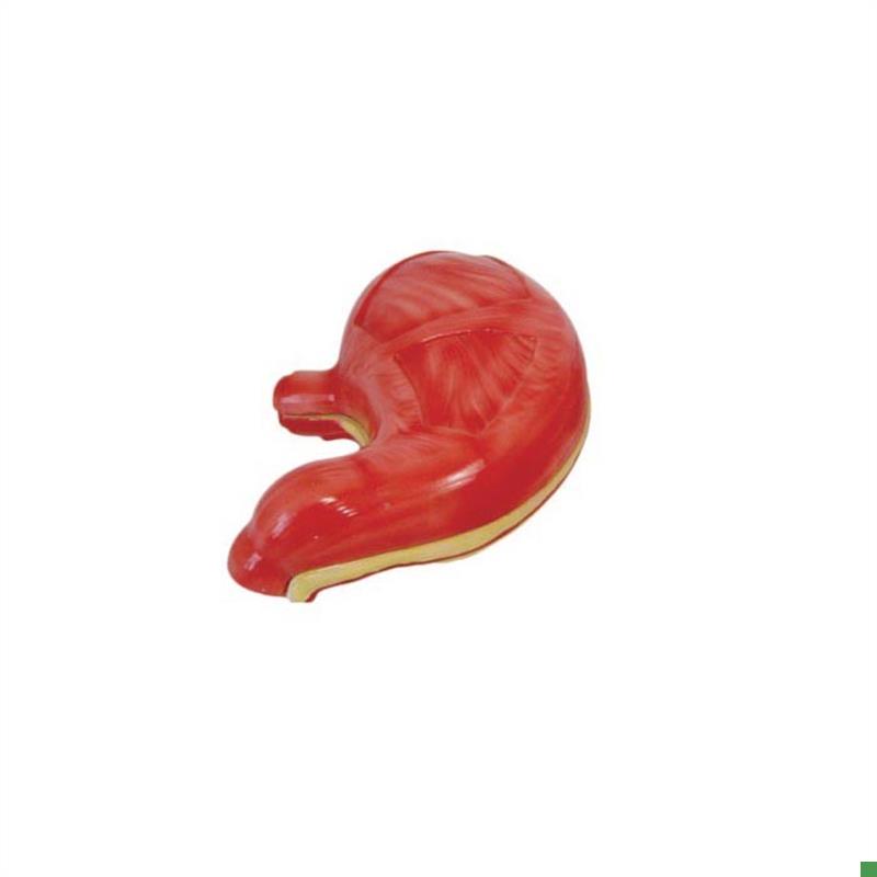 胃解剖模型医E学用人体标本