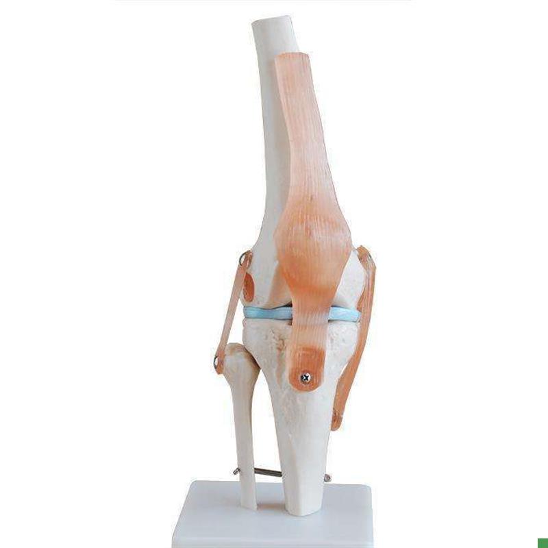 自然大膝关节模型人体膝关节模型关节骨头模型X医学教学模型
