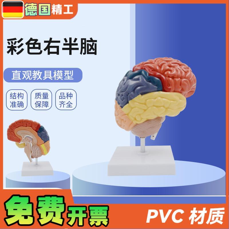 德国】PNT-0612H人体右半脑功能区模型脑解Q剖医用教学大脑模型彩
