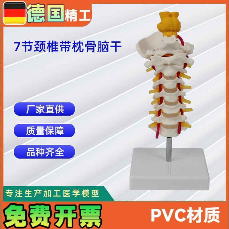 7节颈椎带枕骨脑干模型人体E骨骼模型教学模型可分销