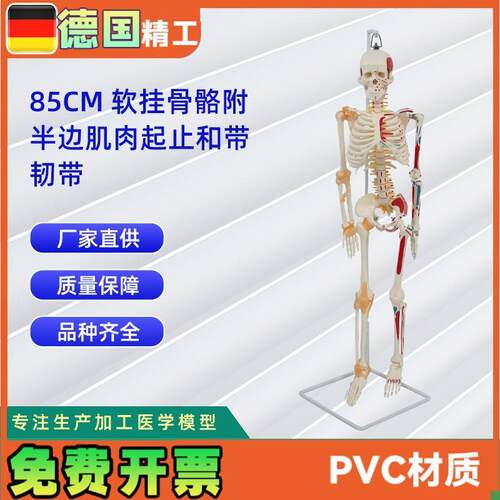 85CM软挂骨骼附半边肌肉起止和带韧带模型人P体骷髅骨架医学模型