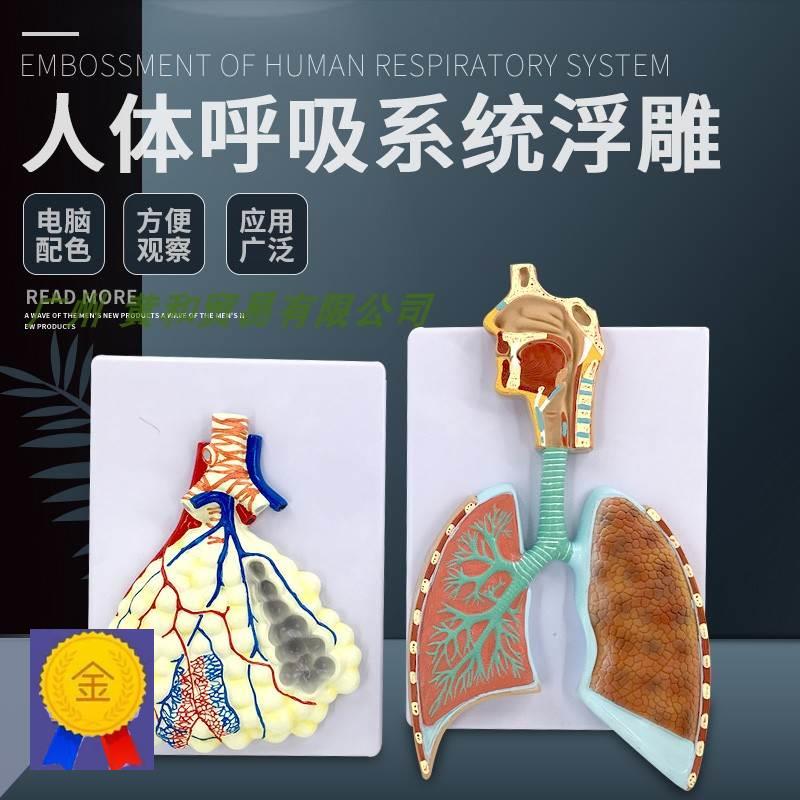 人体呼吸系统解剖模型 肺解剖呼吸系统浮雕模型 肺泡放大解剖模型