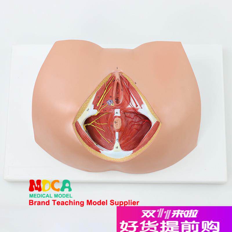 生殖泌尿肛肠e科神经肌肉妇科女性会阴解剖模型医学教学MMNXT005