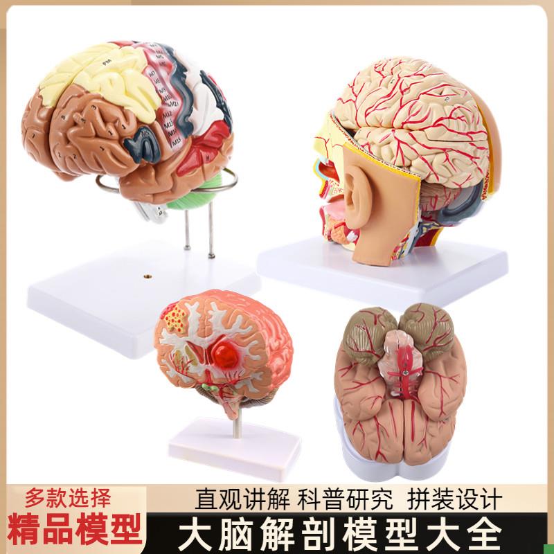 大脑解剖模型人体脑干功能区分人脑E神经脑干结构分区医学教学用