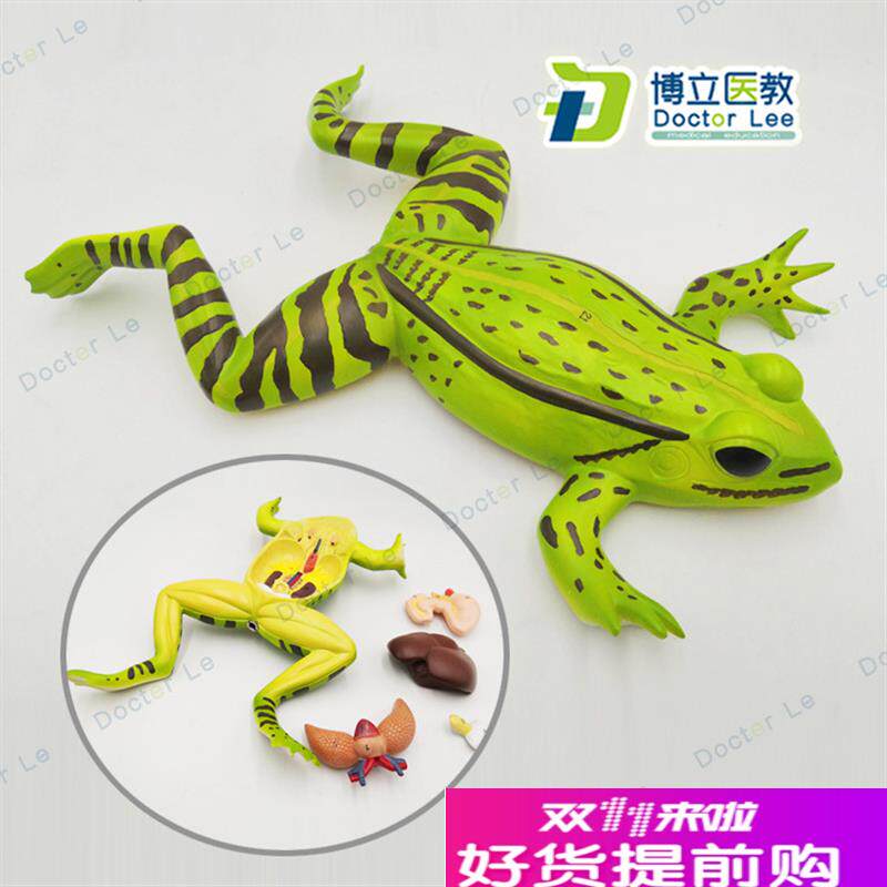 蟾蜍蛤蟆解剖模型青蛙模型生物C解剖学仿真青蛙标本动物模型