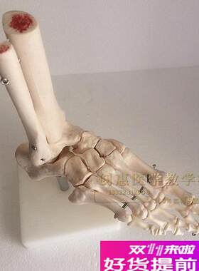 有足踝骨b自然大脚关节模型足骨模型足关节无韧带进口料