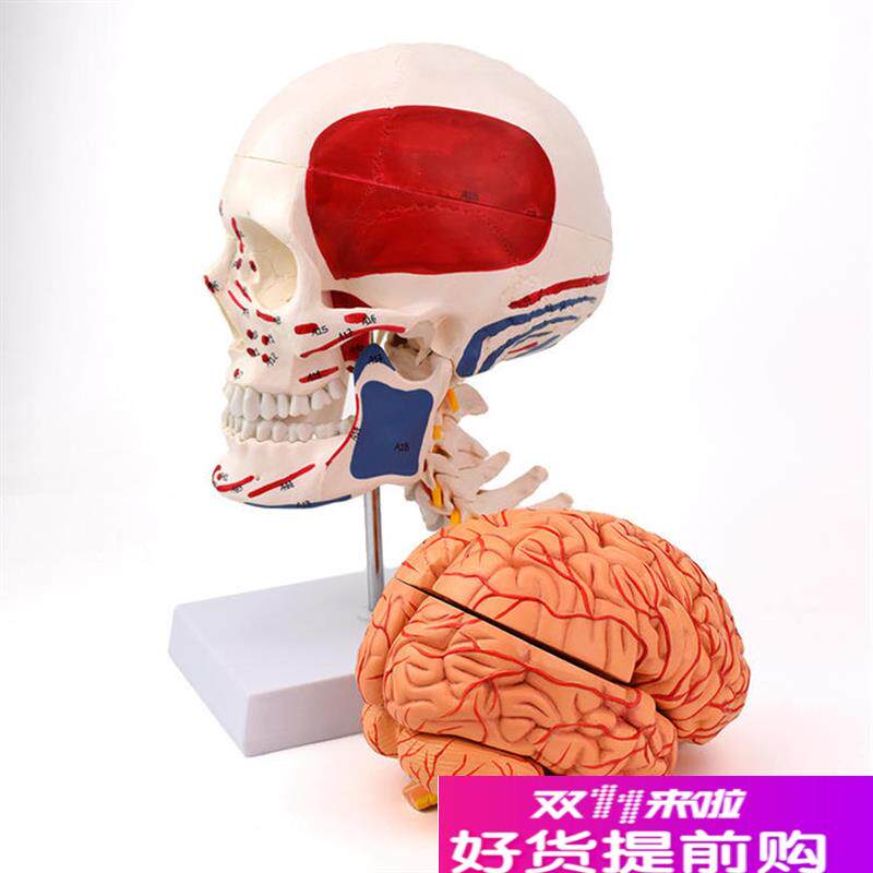 ENOVO颐诺人体头颅骨脑动脉解剖结构模型头骨模V型脑血管脑结构
