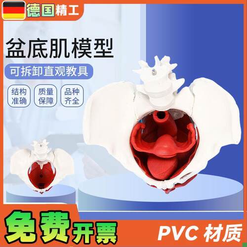 德国】女性骨盆带盆底肌模型女盆腔结构子宫膀P胱二节腰椎产后恢