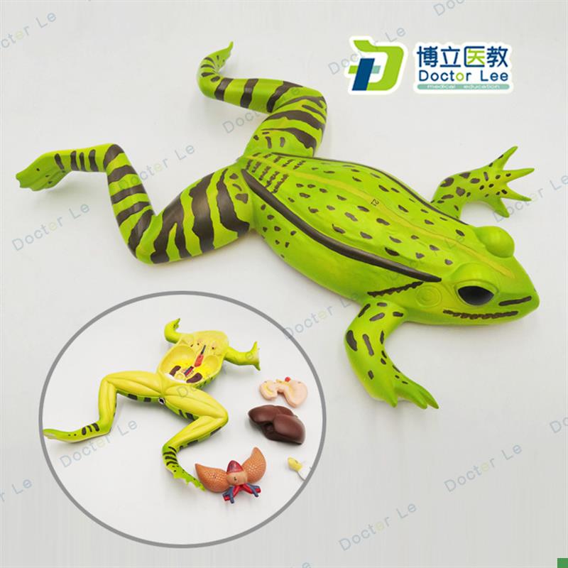 蟾蜍蛤蟆解剖模型青蛙模型生物解剖学仿真青蛙V标本动物模型