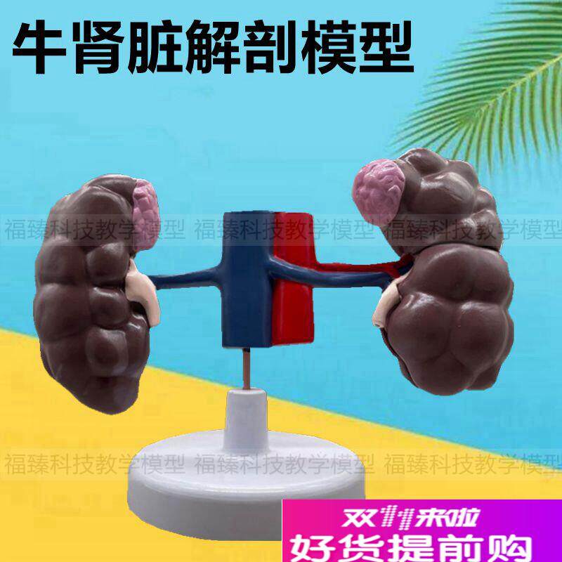 牛肾脏模型内脏解剖仿真皮肤针灸穴位兽医教学农S业院校教学展示