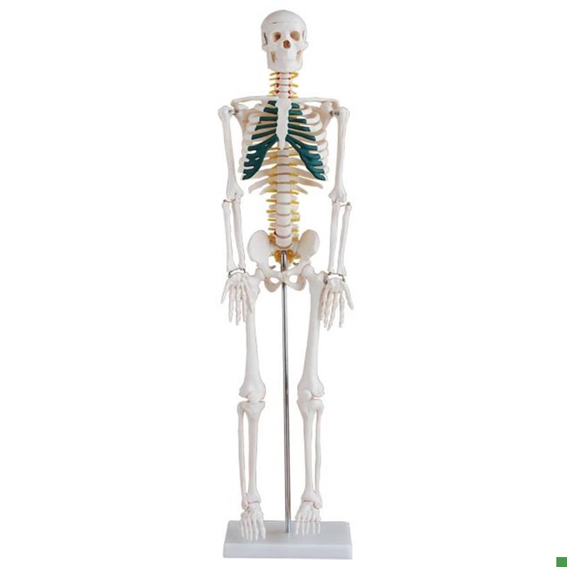 85cm人体骨骼带神经模型85CM人L体全身骨骼带神经模型