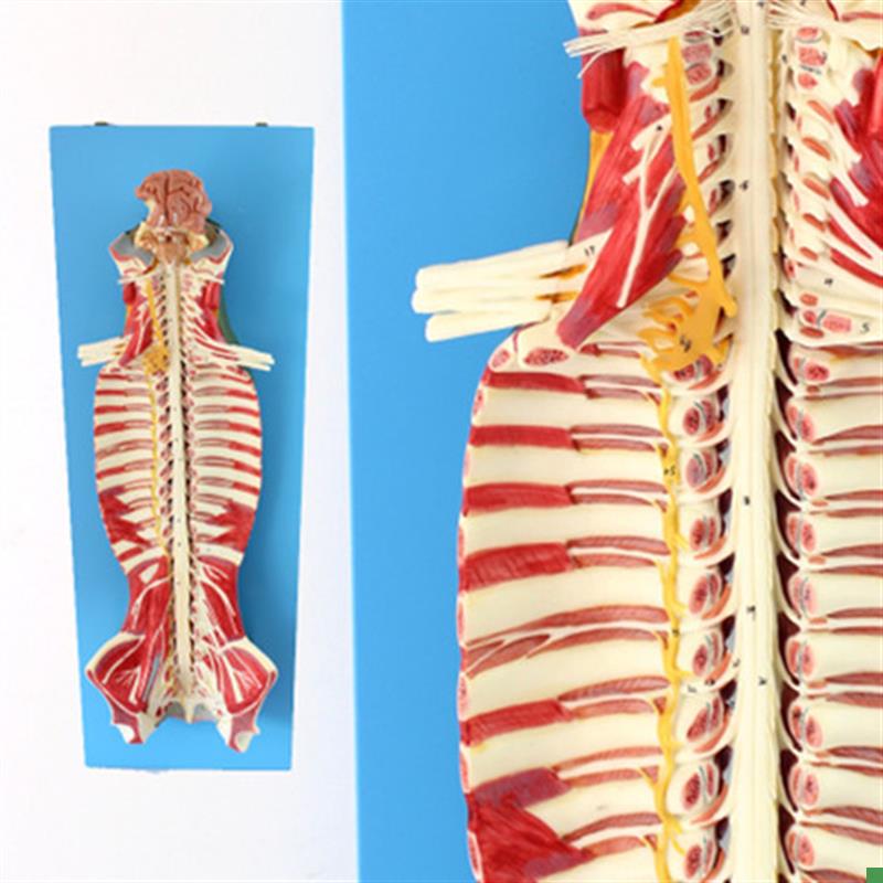 医学人体c椎管内部脊髓神经模型脊柱脊椎腰椎解剖结构