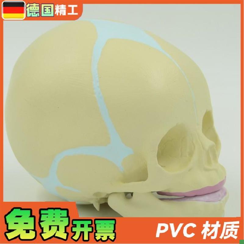 德国】小宝宝头颅骨模型无牙婴幼儿小头G骨仿真30周胎儿骷髅头骨