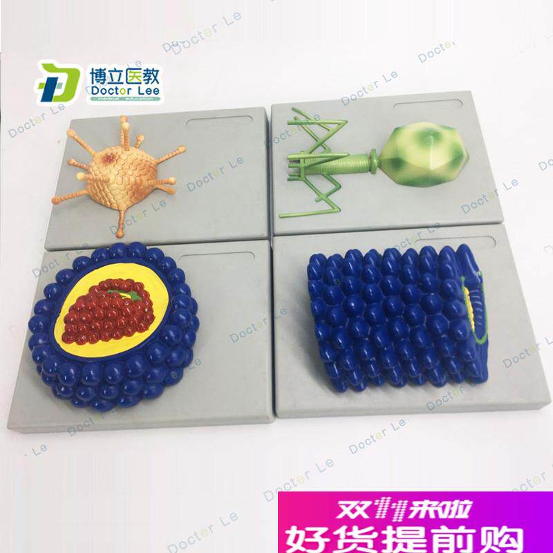 厂家直销微生物学病毒模型杆状y病毒腺病毒噬菌体病毒艾滋病毒学