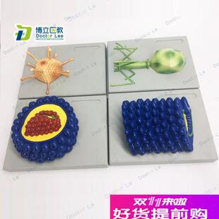 厂家直销微生物学病毒模型杆状y病毒腺病毒噬菌体病毒艾滋病毒学