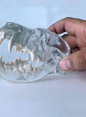 狗头骨模型水晶透明艺术摆件w装饰品犬科动物口腔牙齿兽医药促销