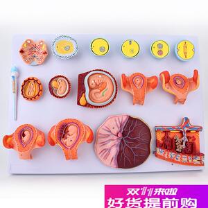 ENOVbO颐诺受精与早期胚胎发育过程模型组织胚胎教学示教模型胚