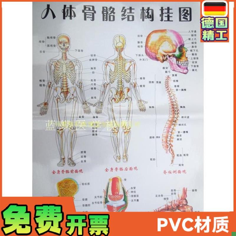 人体骨架图谱骨骼图大号u挂图医学挂图人体骨架解剖图谱防水