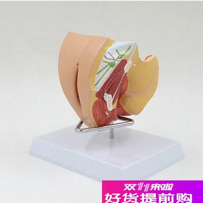 女生殖器解剖模型盆腔盆底泌尿膀胱会阴子M宫肛管直肠妇科医学教