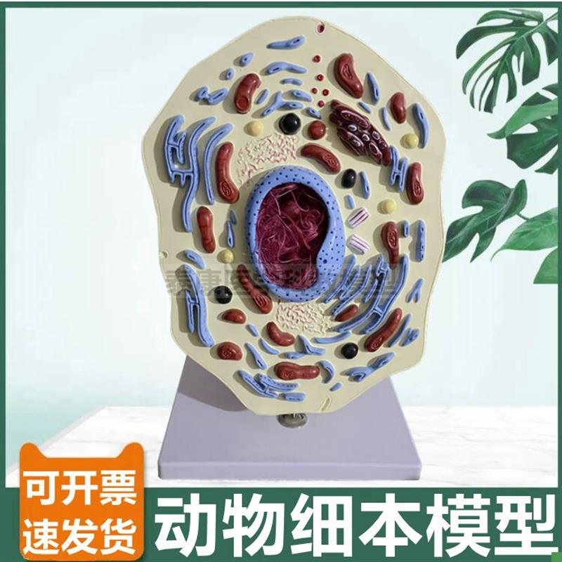 动物细胞模型细胞器线粒体细胞核细胞膜中学O生物课配套用微细结