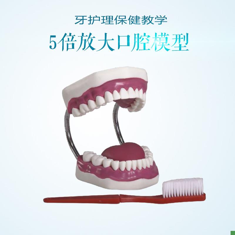 5倍放大c牙护理保健模型放大五倍牙齿模型口腔护理展示教学道