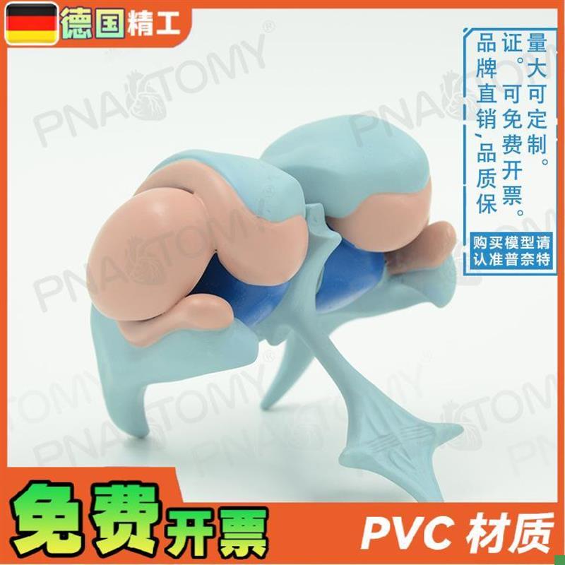 德国】大脑基g地核脑室铸型丘脑中枢神经杏仁核放大解剖模型脑科