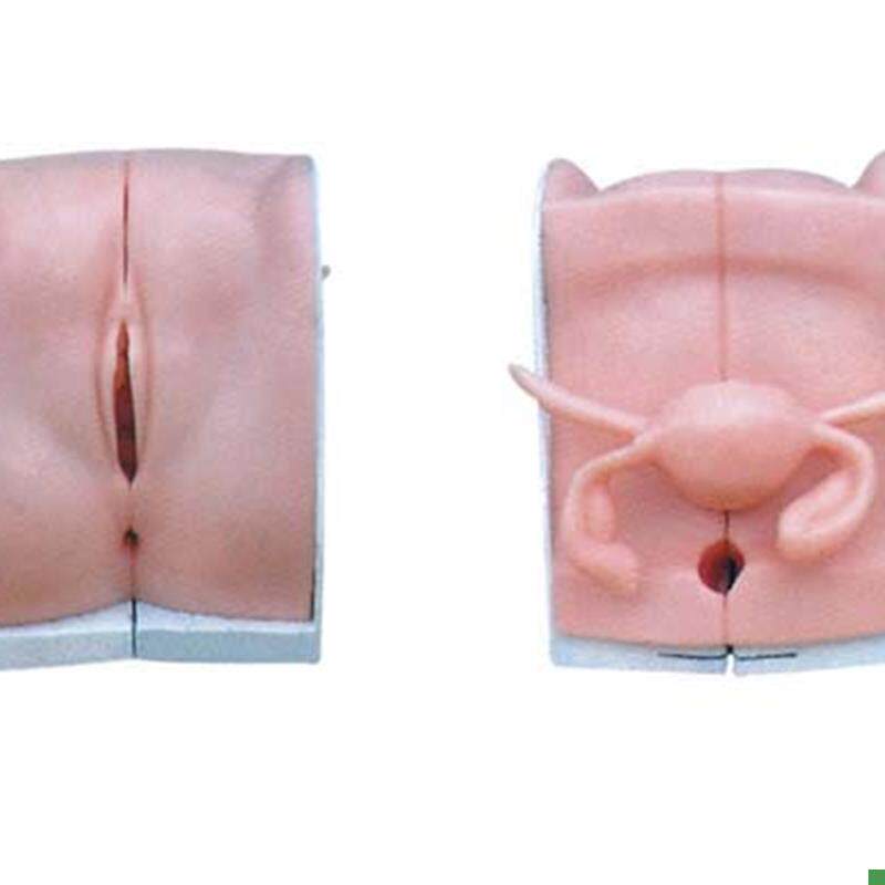 高级女性避e孕器指导模型计划生育示教模具女性内生殖器模型