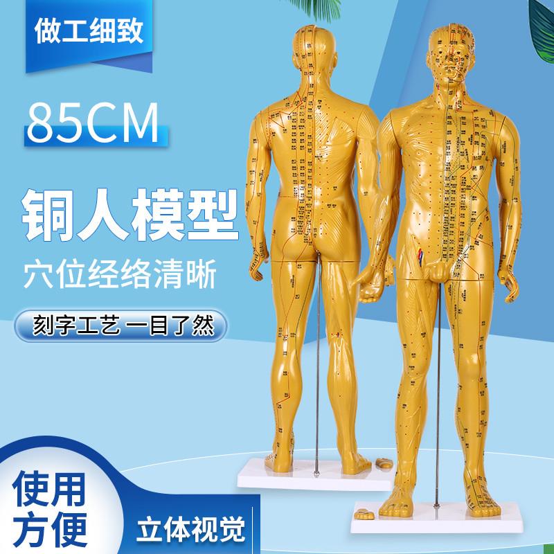 80CM铜色人体针灸模型经络穴位中医全身N十二铜人模特练习教具