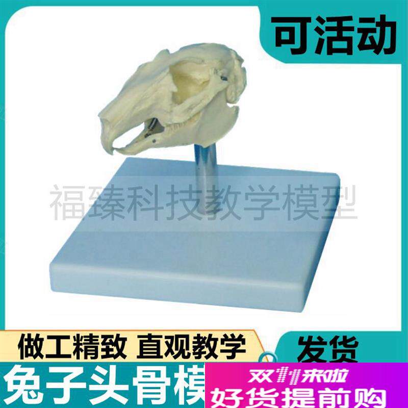 兔子牙齿模型仿真头骨可活动兔解剖模型内脏可S取下来兔骨骼标本