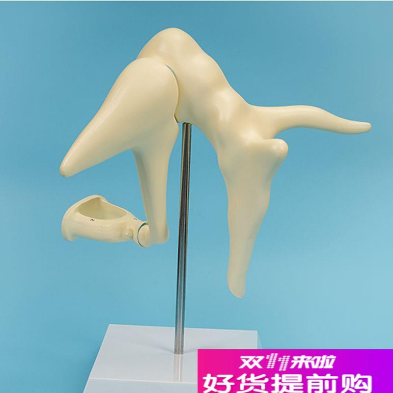康泰教具人体f耳朵模型中耳听小骨放大耳鼻喉科鼓膜内耳半规管中