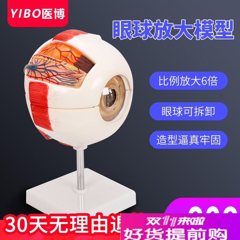 人体眼球模型眼睛眼球结构解刨模型医用人体眼睛放Z大模型教学