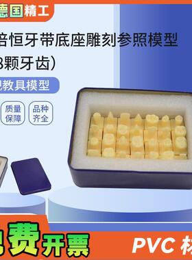 德国PNT-OR181.q2倍恒牙带底座雕刻参照(28颗牙齿)仿真离体牙模