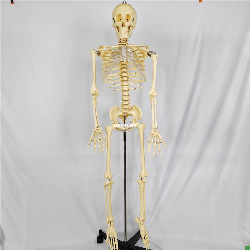 130CM人体骨骼骨架模型带脊椎神经可活L动可拆卸医用教学教具演示