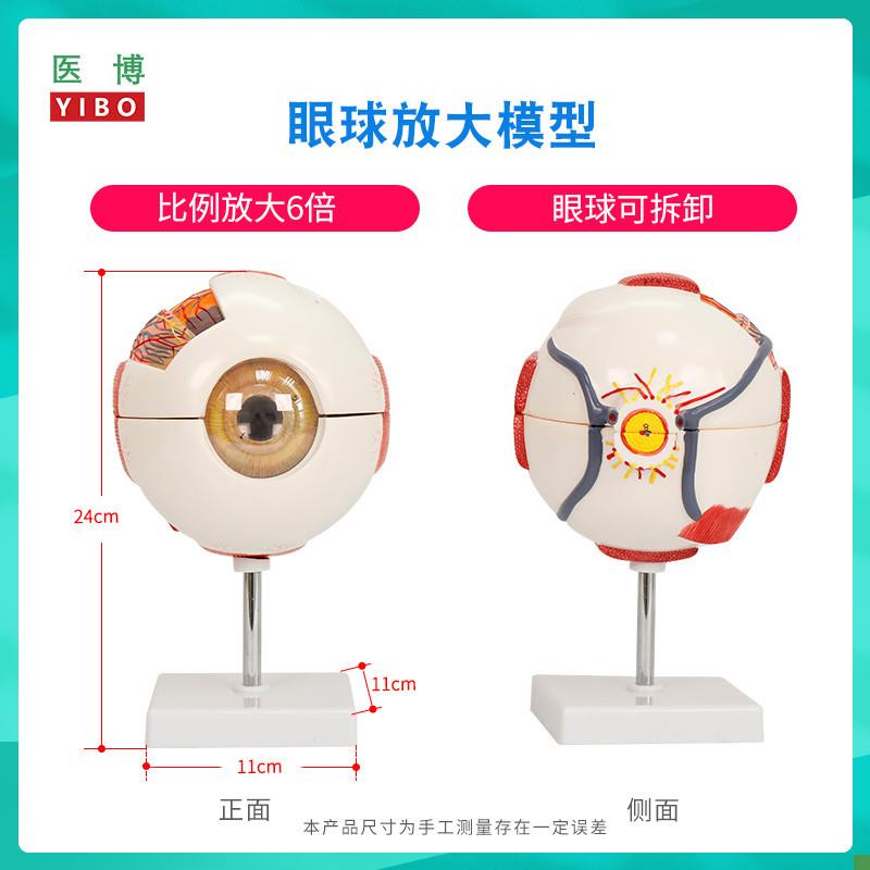 医博人体眼b球模型眼睛眼球结构解刨模型放大6倍医用人体眼球模型