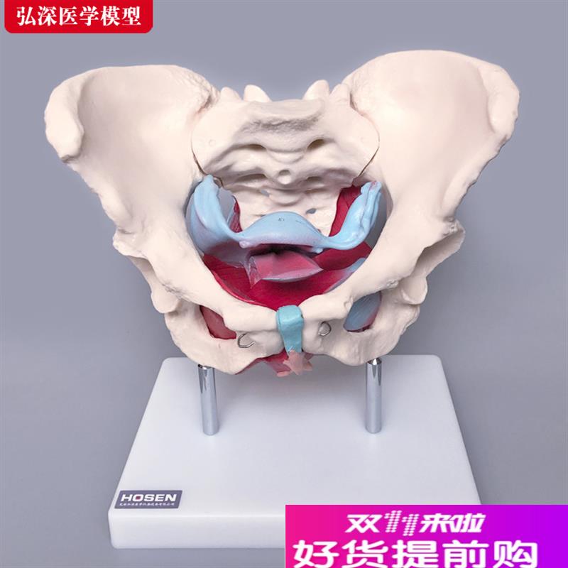 女性骨盆附盆底肌肉模型产后盆骨修复月子子宫妇产V科教学模具道