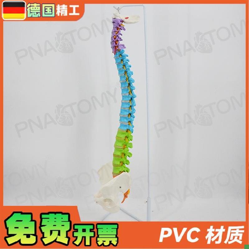 德国】彩色脊柱模型可弯曲神经正骨脊椎骨M盆骨骼模型推拿手法练