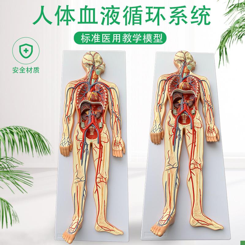 人体血液循环系统模型全身内脏器官解剖教学教具心U脏血管演示模