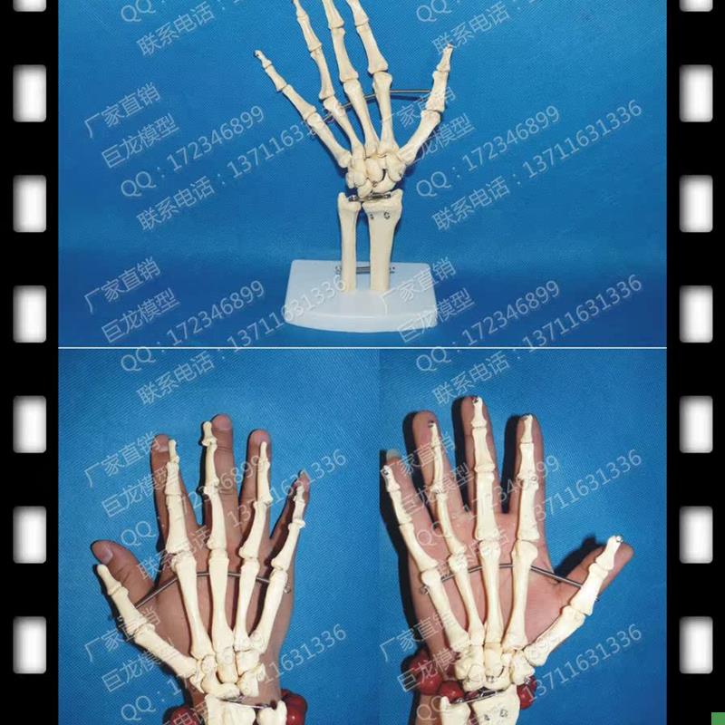精品成人手关g节模型人骨模型手指骨模型人体骷髅骨架模型