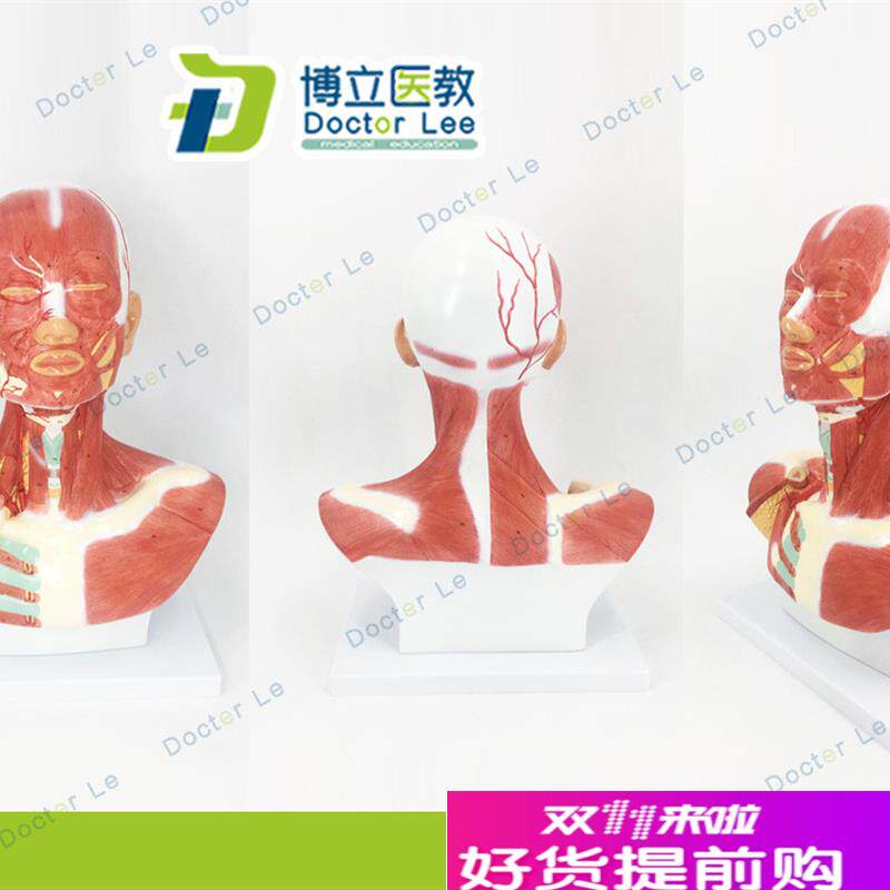 头颈部肌肉解剖模型头部神经血管F模型胸部肌肉人体肌肉模型