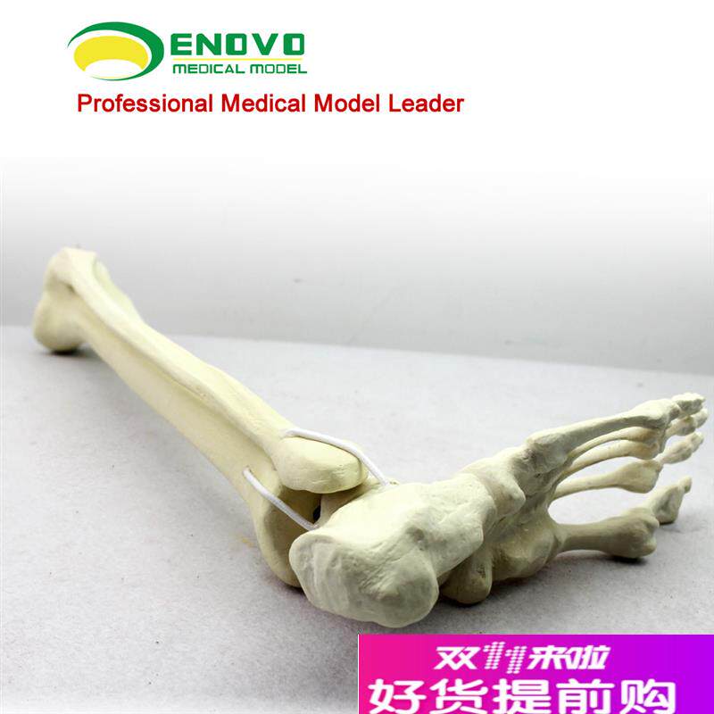 骨科手术摸拟Sawbone仿真骨人工合I成骨模型足踝模型连接胫腓骨