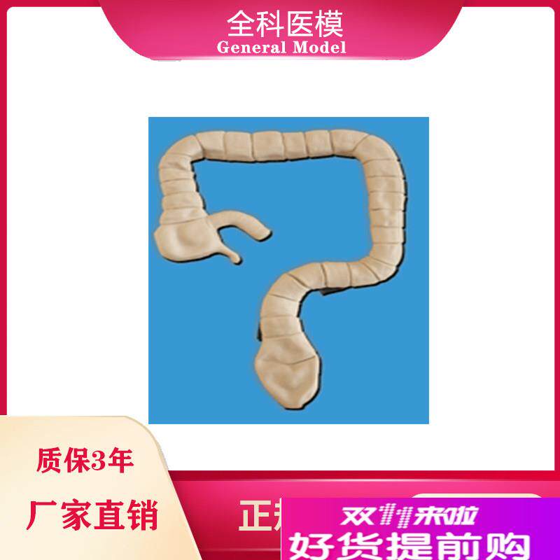 乙状结肠镜检h查模型大肠肠道病理检查模型教学示教模具