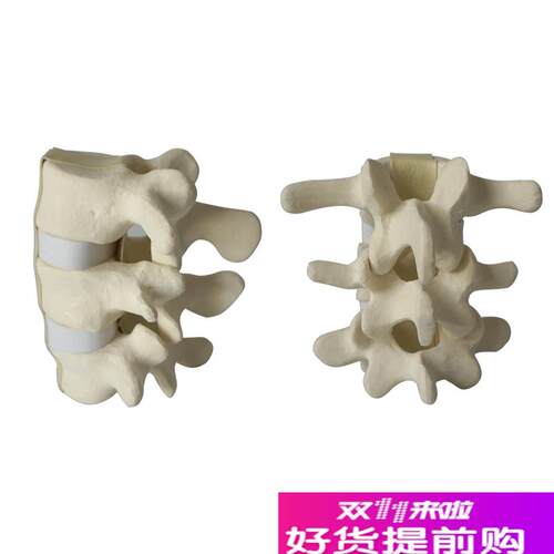腰椎手术演示模型l骨科仿真练习用骨骨科Sawbone骨教学