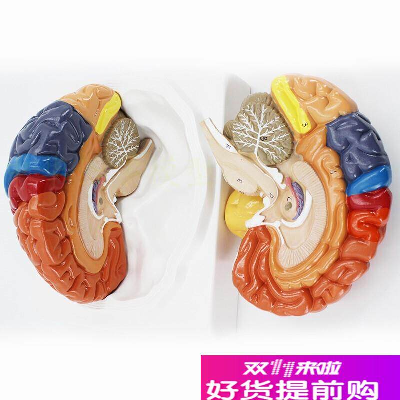 人体大脑解剖模k型脑模型脑功能区域色分模型人脑构造脑结构