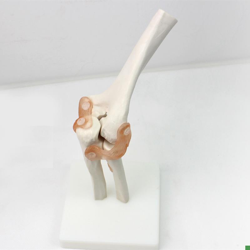 ENOVO颐诺医j学肘关节模型桡关节人体骨骼标本六大关节教具健康运