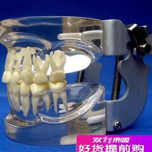 ENOVO颐诺儿童乳牙列模型儿童口C腔教学展示模型牙科牙齿模型口腔
