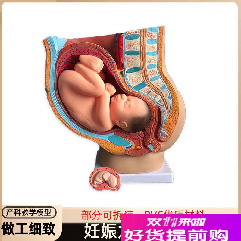 胎儿模型女性九月子宫生殖教育科普解剖妇产O科模具盆腔发育怀孕