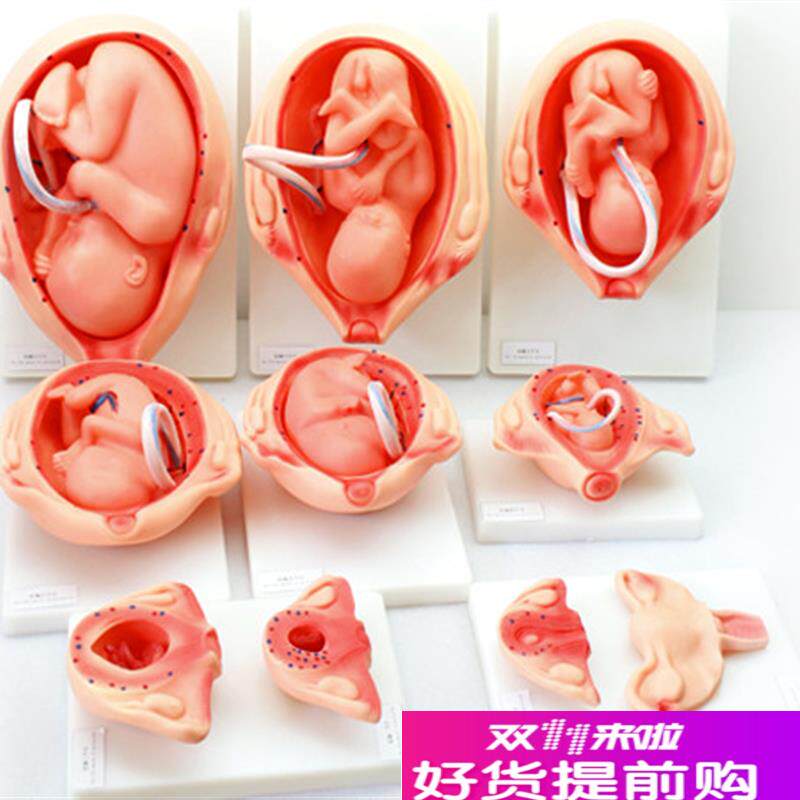 ENOVO颐诺妊娠胚胎发育模型胎儿发育过程模型1R0部件版人体组织胚