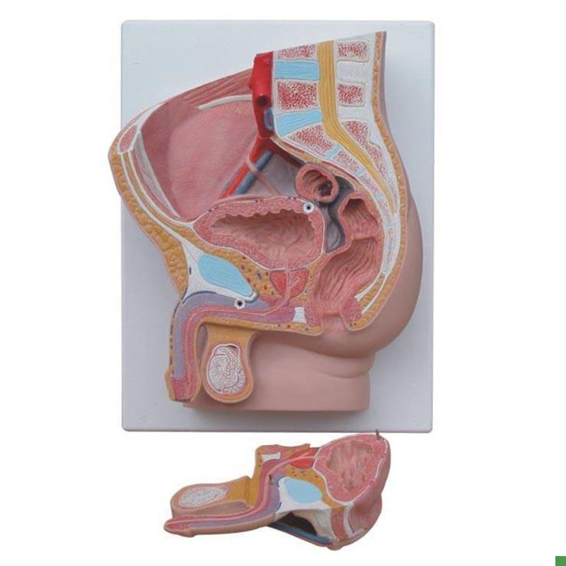男性盆腔正中矢状解剖模型2件人体盆腔L切面解剖计生教具模型