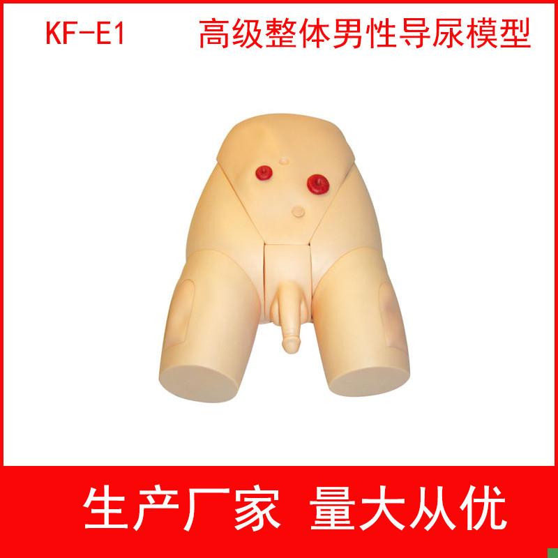 高级整体男女导尿l模具,高级整体男性导尿模型女性导尿训练模型
